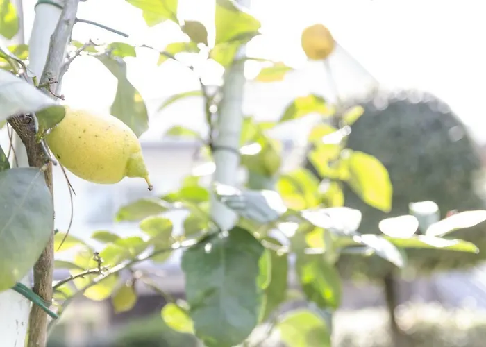 Federica * ميلانو ماريتيما